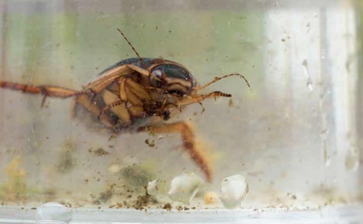 A water boatman in a tank